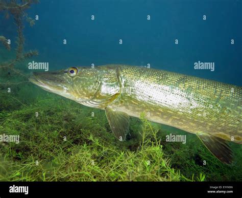 Pike Northern Pike Esox Lucius Half Length Portrait Under Water