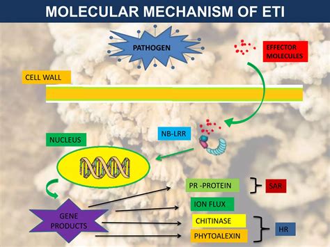 Defence Mechanism In Plants Against Fungal Pathogen Ppt