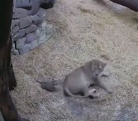 Lion cub sneaking up on mom : r/DiscoverEarth