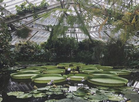 Botanic Gardens Of Meise And Its Lovely Greenhouse With Giant Lilypads