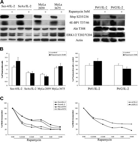 Rapamycin Inhibits Mtorc1 Transduced Cell Signaling And Proliferation Download Scientific