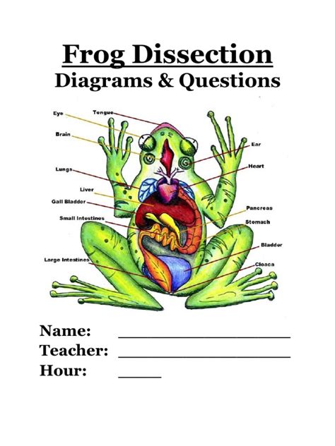 Frog Dissection Worksheet Pdf Worksheets Library