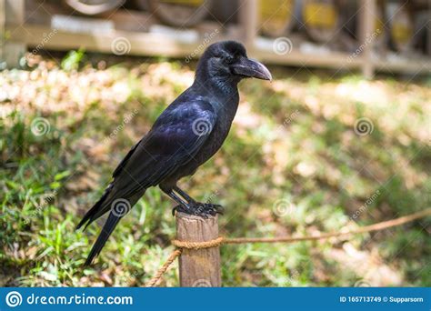 Black Crow Bird Or Raven Sitting On Top Of Branch Stock Image Image