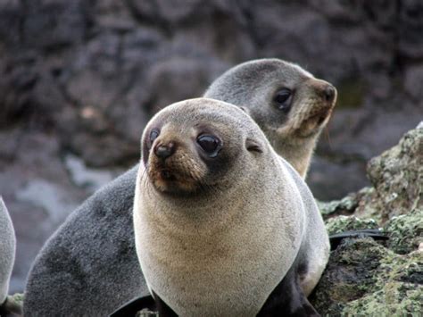 New Zealand Wildlife l How To See Incredible Endangered Species of NZ : Epicure & Culture