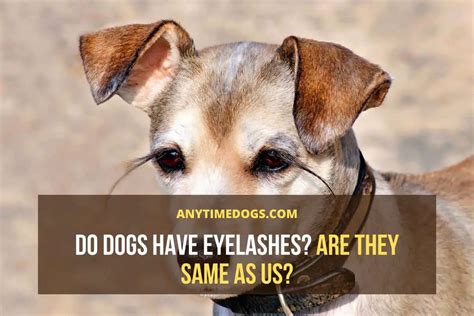 Do Dogs Have Eyelashes Are They Same As Us Anytimedogs