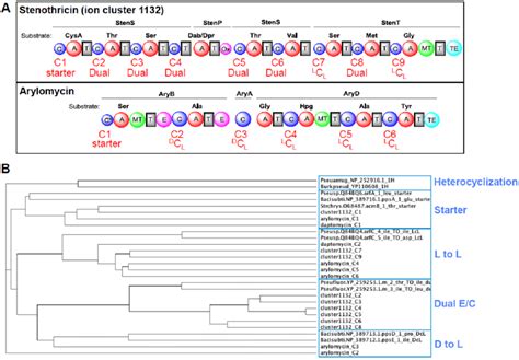 Figure S9 Phylogenetic Analysis Of Stenothricin Condensation C