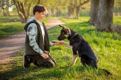 How To Protect Yourself From Stray Dogs While Walking 8 Ways Hepper