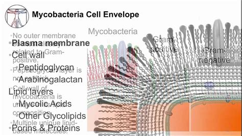 Mycobacterium Tuberculosis Cell Structure