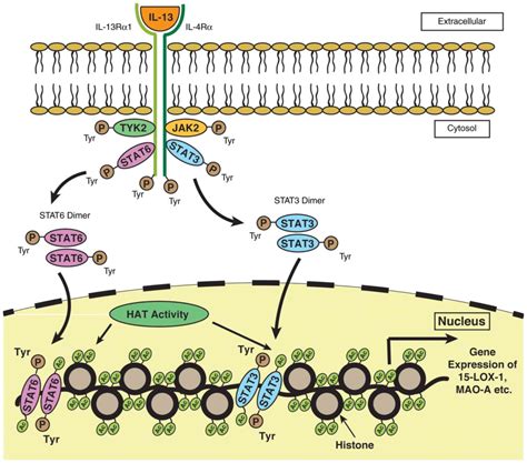 Hat Hdac The Epigenetic Regulators Of Inflammatory Gene Expression