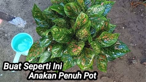 Cara Merawat Aglaonema Agar Tumbuh Subur YouTube