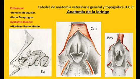 Anatom A Descriptiva De La Laringe Utilizando Como Modelo La Laringe