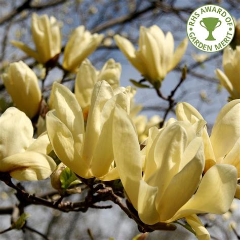 Magnolia X Brooklynensis Elizabeth Yellow Magnolia Trees And Bushes