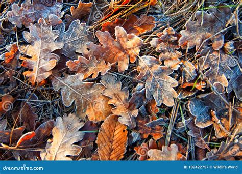 Autumn Leaves Are Covered With Frost Stock Image Image Of Element