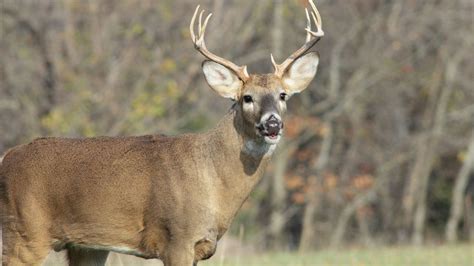 Missouri Department Of Conservation Releases First Weekend Deer Harvest