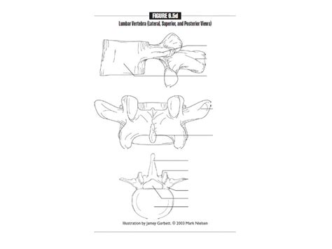 Lumbar Vertebra Lateral Superior Posterior View Part 2 Diagram