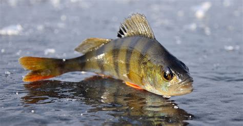 Classification Scientifique Des Poissons