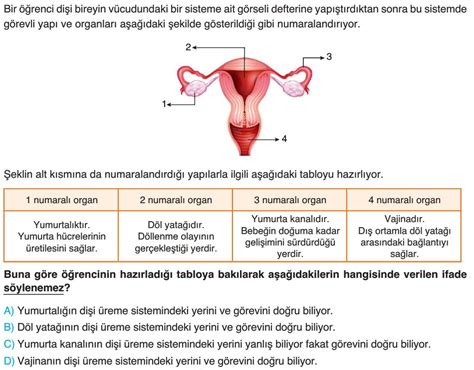 İnsanda Üreme Büyüme ve Gelişme Test Çöz 7 Sınıf Fen Bilimleri Testleri