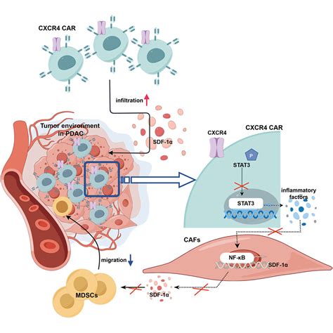 Cxcr Modified Car T Cells Suppresses Mdscs Recruitment Via Stat Nf B