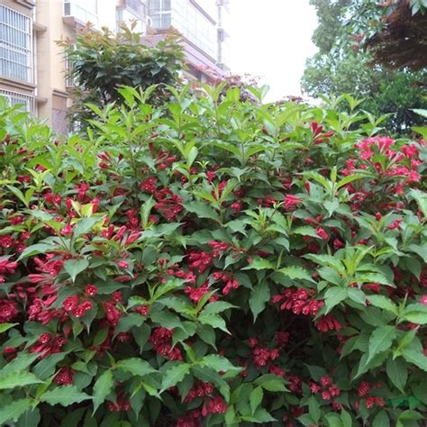 江苏沭阳苗圃出售红王子锦带篱 花坛花镜观赏苗 道路隔离带种植造景植物 18351246999江苏富春园林有限公司