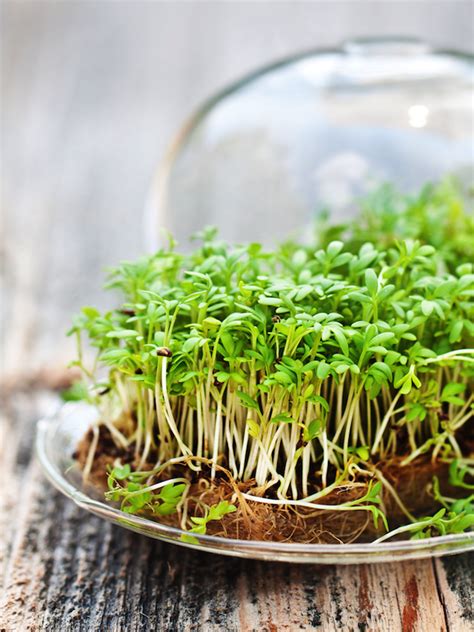 Sproutsmicrogreens Cress