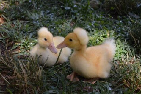 Crested Peking Duck Hatching Eggs Fresh Eggs Organic Crested