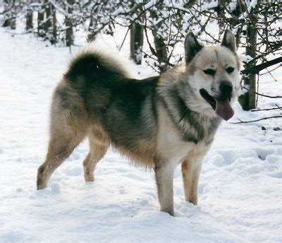 Greenland Dog Breed Information and Pictures