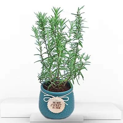 Rosemary Plant