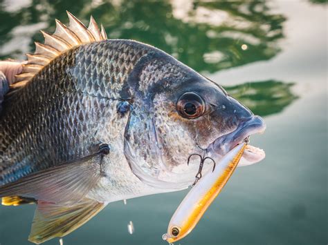 Bream Trends How To Catch Bream On Lures Fishing World Australia