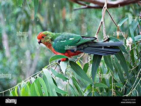 Female Adult Australian King Parrot Perching In Eucalyptus Tree At