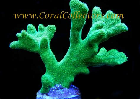 Branching Green Psammocora Coral Collectors