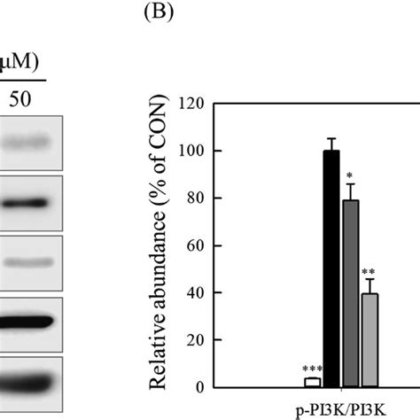 Effect Of Dbm On Insulin Signaling Download Scientific Diagram