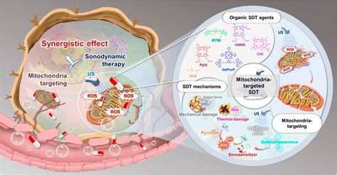 Frontiers Mitochondria Targeted Organic Sonodynamic Therapy Agents