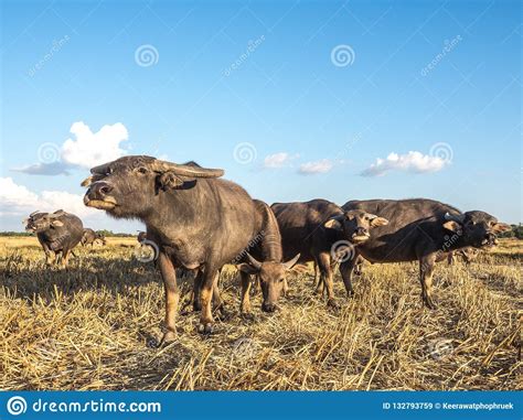 Livestock Farming In The Fields Stock Image Image Of Grazing Fields