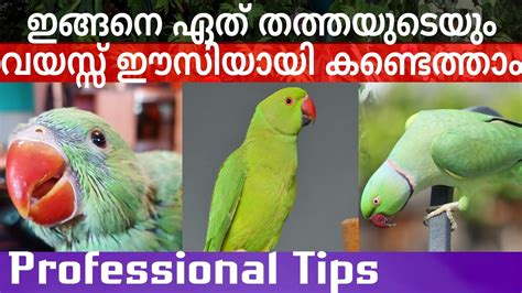 How To Identify Age Of Parrots Malayalamഇനി നിങ്ങൾക്ക് ഏതു തത്തയുടെ