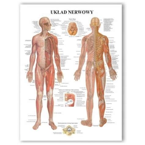 Tablica Anatomiczna Uk Ad Nerwowy Plakat Plansza X Cm