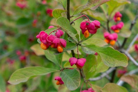 Pracht Pfaffenhütchen Dein Garten ökologisch And Pflegeleicht