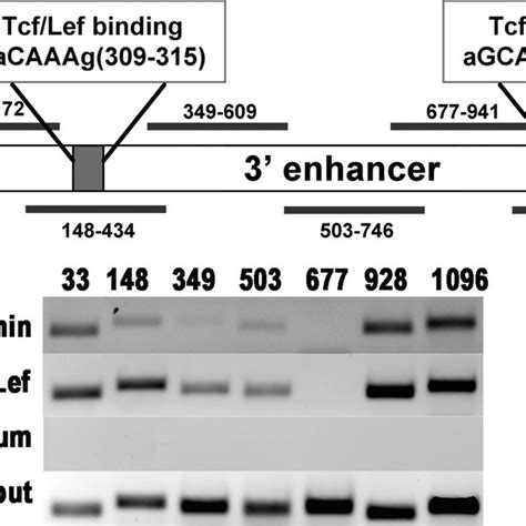 Direct Binding Of Catenin To The Atoh1 Enhancer Through Tcf Lef Download Scientific Diagram