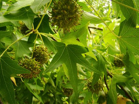 American Sweet Gum Liquidambar Styraciflua Hardy Tree Ornamental