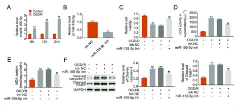 Mir 155 5p Knockdown Inhibited Ogdr Induced Cells Injury A The