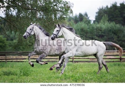 Стоковая фотография 475198036 Two White Horses Running On Field