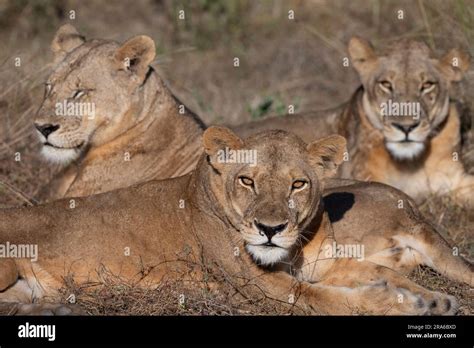 Zambia South Luangwa National Park Three Adult Lionesses Wild