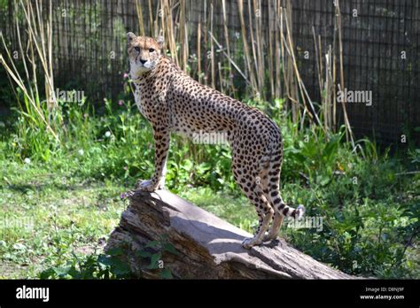 Cheetahs In Chester Zoo Stock Photo Alamy