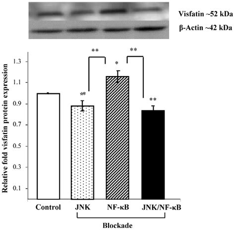 The Effects Of Jnk And Nf Kb Inhibition On Visfatin Protein Expression