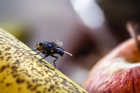 Zbavte se ovocných mušek jednou provždy Vyžene je čistota a vůně