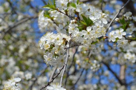 Free Images Tree Nature Branch Fruit Flower Bloom Food Spring