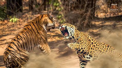 The Ultimate Fight Tiger Vs Jaguar 2023 YouTube