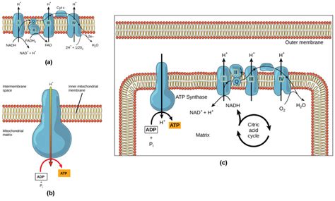 Cellular Respiration Ivy Tech Biol 101