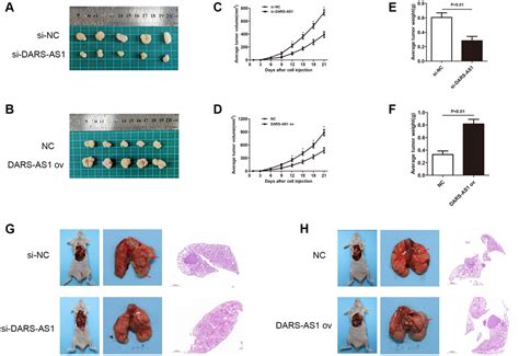 Potentiated Lung Adenocarcinoma Luad Cell Growth Migration And