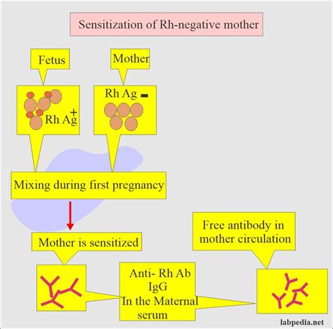 Coombs Indirect Test Anti Globulin Indirect Test