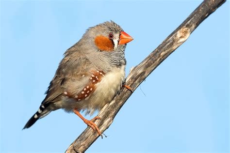 Diamante Cebra Australiano Ebird